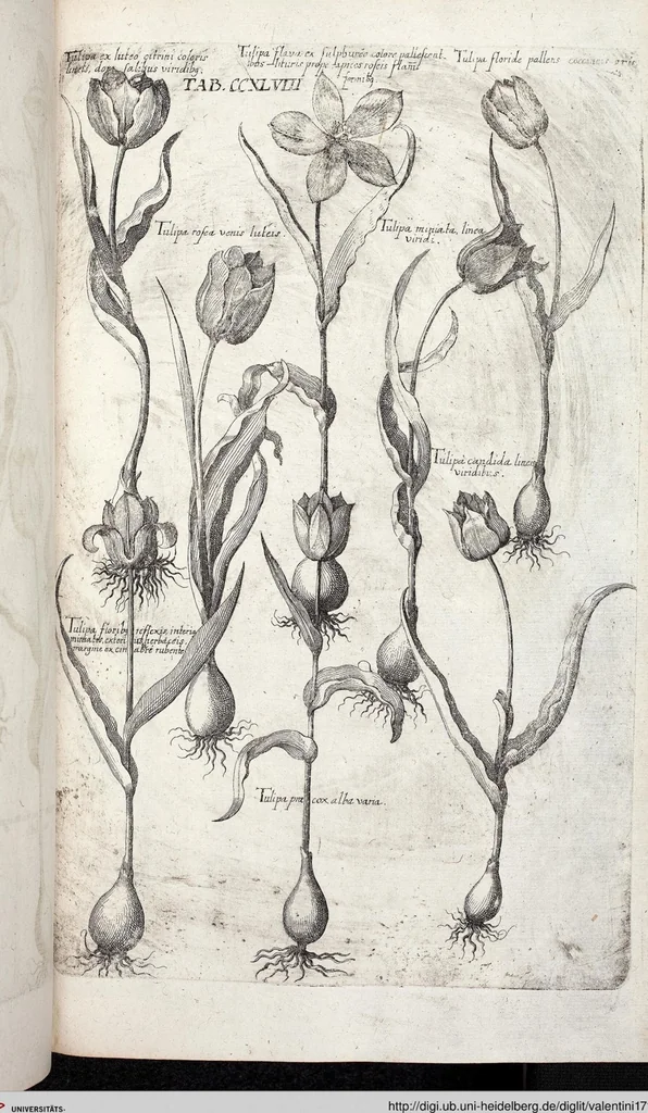 An illustration from Viridarium Reformatum, Seu Regnum Vegetabile, Das ist: Neu-eingerichtetes und Vollständiges Kräuter-Buch: Worinnen auff noch nicht geschehene Weise Derer Vegetabilien, als Kräutern, Sträuchen, Bäumen, Bluhmen und anderer Erd-Gewachsen Art, Krafft und Würckung dergestalt beschrieben werden, daß man dieses Werck statt einer Botanischen Bibliothec haben ... kan, 1719, leaf 885