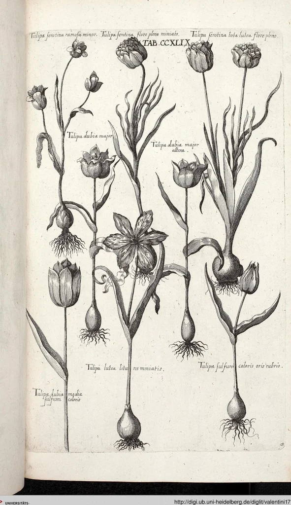 An illustration from Viridarium Reformatum, Seu Regnum Vegetabile, Das ist: Neu-eingerichtetes und Vollständiges Kräuter-Buch: Worinnen auff noch nicht geschehene Weise Derer Vegetabilien, als Kräutern, Sträuchen, Bäumen, Bluhmen und anderer Erd-Gewachsen Art, Krafft und Würckung dergestalt beschrieben werden, daß man dieses Werck statt einer Botanischen Bibliothec haben ... kan, 1719, leaf 886