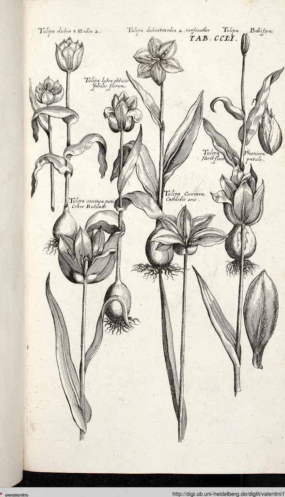 An illustration from Viridarium Reformatum, Seu Regnum Vegetabile, Das ist: Neu-eingerichtetes und Vollständiges Kräuter-Buch: Worinnen auff noch nicht geschehene Weise Derer Vegetabilien, als Kräutern, Sträuchen, Bäumen, Bluhmen und anderer Erd-Gewachsen Art, Krafft und Würckung dergestalt beschrieben werden, daß man dieses Werck statt einer Botanischen Bibliothec haben ... kan, 1719, leaf 888