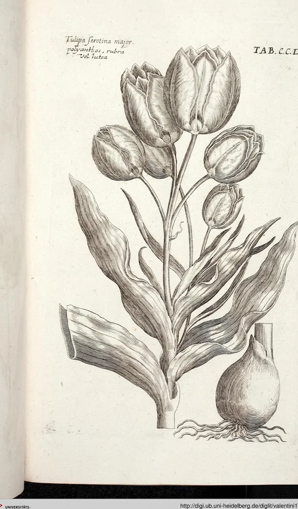 An illustration from Viridarium Reformatum, Seu Regnum Vegetabile, Das ist: Neu-eingerichtetes und Vollständiges Kräuter-Buch: Worinnen auff noch nicht geschehene Weise Derer Vegetabilien, als Kräutern, Sträuchen, Bäumen, Bluhmen und anderer Erd-Gewachsen Art, Krafft und Würckung dergestalt beschrieben werden, daß man dieses Werck statt einer Botanischen Bibliothec haben ... kan, 1719, leaf 889