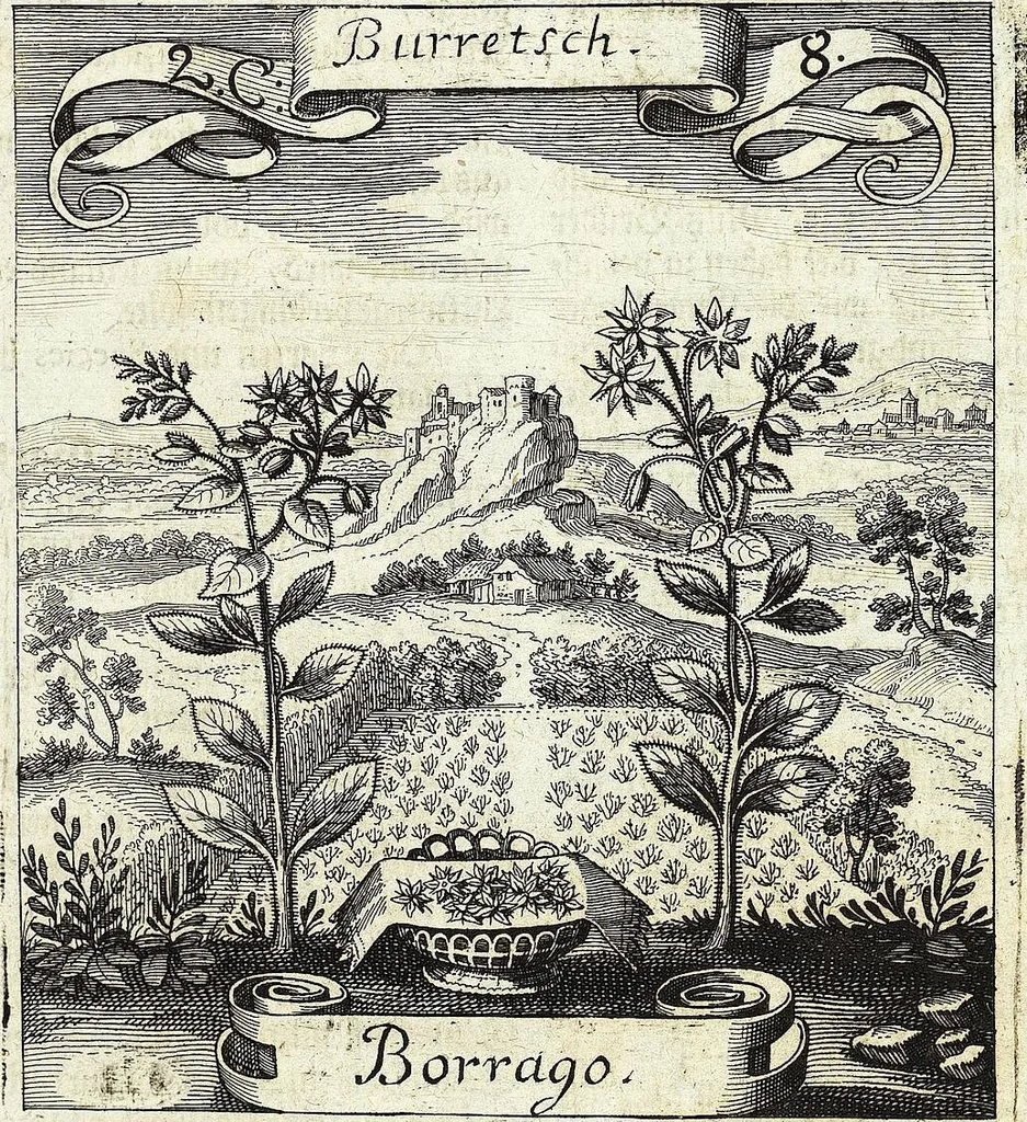 An illustration from Viridarium Reformatum, Seu Regnum Vegetabile, Das ist: Neu-eingerichtetes und Vollständiges Kräuter-Buch: Worinnen auff noch nicht geschehene Weise Derer Vegetabilien, als Kräutern, Sträuchen, Bäumen, Bluhmen und anderer Erd-Gewachsen Art, Krafft und Würckung dergestalt beschrieben werden, daß man dieses Werck statt einer Botanischen Bibliothec haben ... kan, 1719, leaf 89