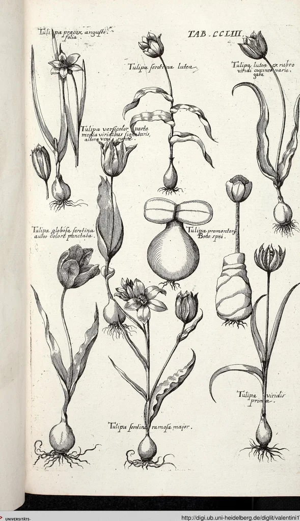 An illustration from Viridarium Reformatum, Seu Regnum Vegetabile, Das ist: Neu-eingerichtetes und Vollständiges Kräuter-Buch: Worinnen auff noch nicht geschehene Weise Derer Vegetabilien, als Kräutern, Sträuchen, Bäumen, Bluhmen und anderer Erd-Gewachsen Art, Krafft und Würckung dergestalt beschrieben werden, daß man dieses Werck statt einer Botanischen Bibliothec haben ... kan, 1719, leaf 890