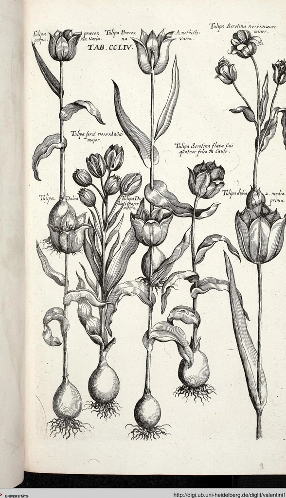 An illustration from Viridarium Reformatum, Seu Regnum Vegetabile, Das ist: Neu-eingerichtetes und Vollständiges Kräuter-Buch: Worinnen auff noch nicht geschehene Weise Derer Vegetabilien, als Kräutern, Sträuchen, Bäumen, Bluhmen und anderer Erd-Gewachsen Art, Krafft und Würckung dergestalt beschrieben werden, daß man dieses Werck statt einer Botanischen Bibliothec haben ... kan, 1719, leaf 891