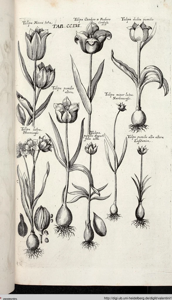 An illustration from Viridarium Reformatum, Seu Regnum Vegetabile, Das ist: Neu-eingerichtetes und Vollständiges Kräuter-Buch: Worinnen auff noch nicht geschehene Weise Derer Vegetabilien, als Kräutern, Sträuchen, Bäumen, Bluhmen und anderer Erd-Gewachsen Art, Krafft und Würckung dergestalt beschrieben werden, daß man dieses Werck statt einer Botanischen Bibliothec haben ... kan, 1719, leaf 893