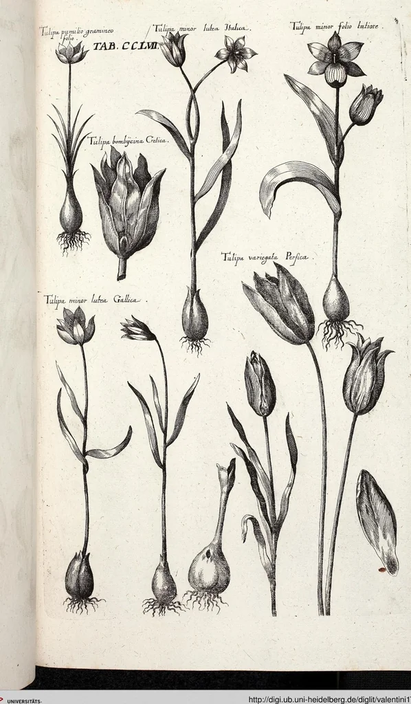 An illustration from Viridarium Reformatum, Seu Regnum Vegetabile, Das ist: Neu-eingerichtetes und Vollständiges Kräuter-Buch: Worinnen auff noch nicht geschehene Weise Derer Vegetabilien, als Kräutern, Sträuchen, Bäumen, Bluhmen und anderer Erd-Gewachsen Art, Krafft und Würckung dergestalt beschrieben werden, daß man dieses Werck statt einer Botanischen Bibliothec haben ... kan, 1719, leaf 894