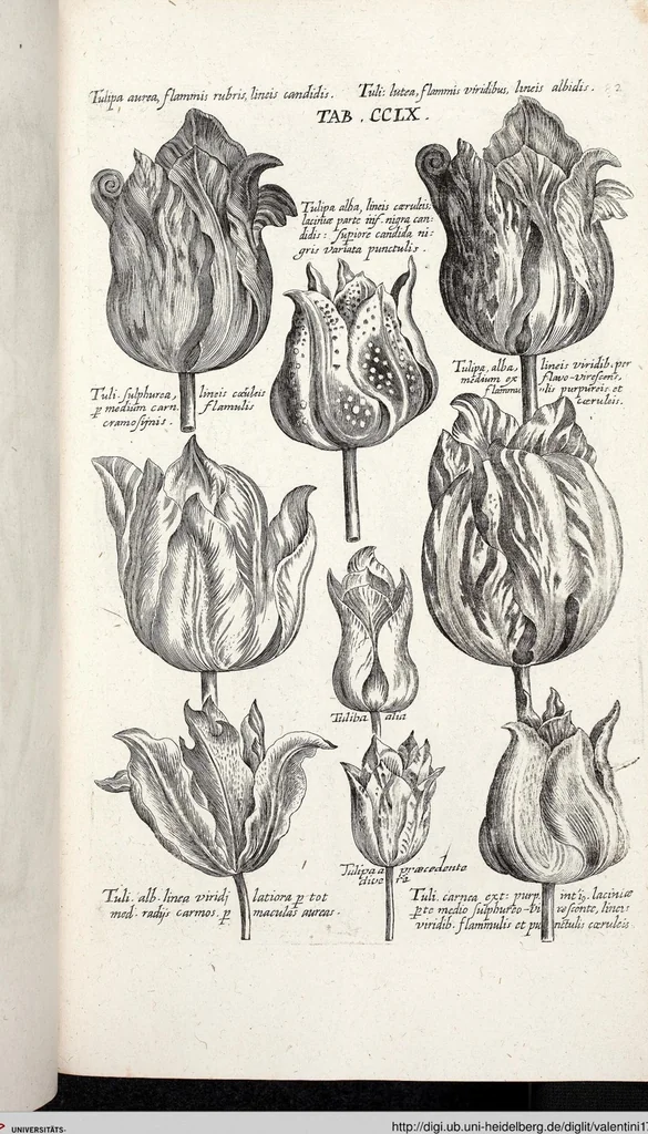 An illustration from Viridarium Reformatum, Seu Regnum Vegetabile, Das ist: Neu-eingerichtetes und Vollständiges Kräuter-Buch: Worinnen auff noch nicht geschehene Weise Derer Vegetabilien, als Kräutern, Sträuchen, Bäumen, Bluhmen und anderer Erd-Gewachsen Art, Krafft und Würckung dergestalt beschrieben werden, daß man dieses Werck statt einer Botanischen Bibliothec haben ... kan, 1719, leaf 897