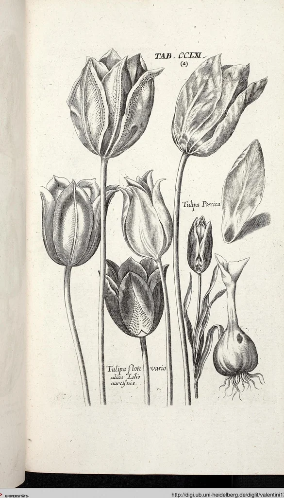 An illustration from Viridarium Reformatum, Seu Regnum Vegetabile, Das ist: Neu-eingerichtetes und Vollständiges Kräuter-Buch: Worinnen auff noch nicht geschehene Weise Derer Vegetabilien, als Kräutern, Sträuchen, Bäumen, Bluhmen und anderer Erd-Gewachsen Art, Krafft und Würckung dergestalt beschrieben werden, daß man dieses Werck statt einer Botanischen Bibliothec haben ... kan, 1719, leaf 898