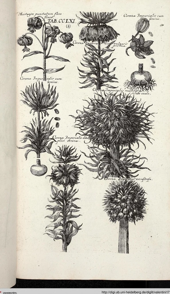 An illustration from Viridarium Reformatum, Seu Regnum Vegetabile, Das ist: Neu-eingerichtetes und Vollständiges Kräuter-Buch: Worinnen auff noch nicht geschehene Weise Derer Vegetabilien, als Kräutern, Sträuchen, Bäumen, Bluhmen und anderer Erd-Gewachsen Art, Krafft und Würckung dergestalt beschrieben werden, daß man dieses Werck statt einer Botanischen Bibliothec haben ... kan, 1719, leaf 899