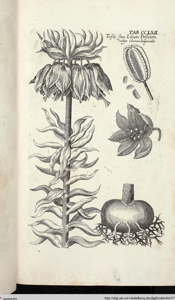 An illustration from Viridarium Reformatum, Seu Regnum Vegetabile, Das ist: Neu-eingerichtetes und Vollständiges Kräuter-Buch: Worinnen auff noch nicht geschehene Weise Derer Vegetabilien, als Kräutern, Sträuchen, Bäumen, Bluhmen und anderer Erd-Gewachsen Art, Krafft und Würckung dergestalt beschrieben werden, daß man dieses Werck statt einer Botanischen Bibliothec haben ... kan, 1719, leaf 900