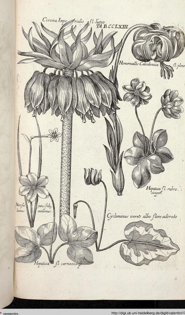 An illustration from Viridarium Reformatum, Seu Regnum Vegetabile, Das ist: Neu-eingerichtetes und Vollständiges Kräuter-Buch: Worinnen auff noch nicht geschehene Weise Derer Vegetabilien, als Kräutern, Sträuchen, Bäumen, Bluhmen und anderer Erd-Gewachsen Art, Krafft und Würckung dergestalt beschrieben werden, daß man dieses Werck statt einer Botanischen Bibliothec haben ... kan, 1719, leaf 901