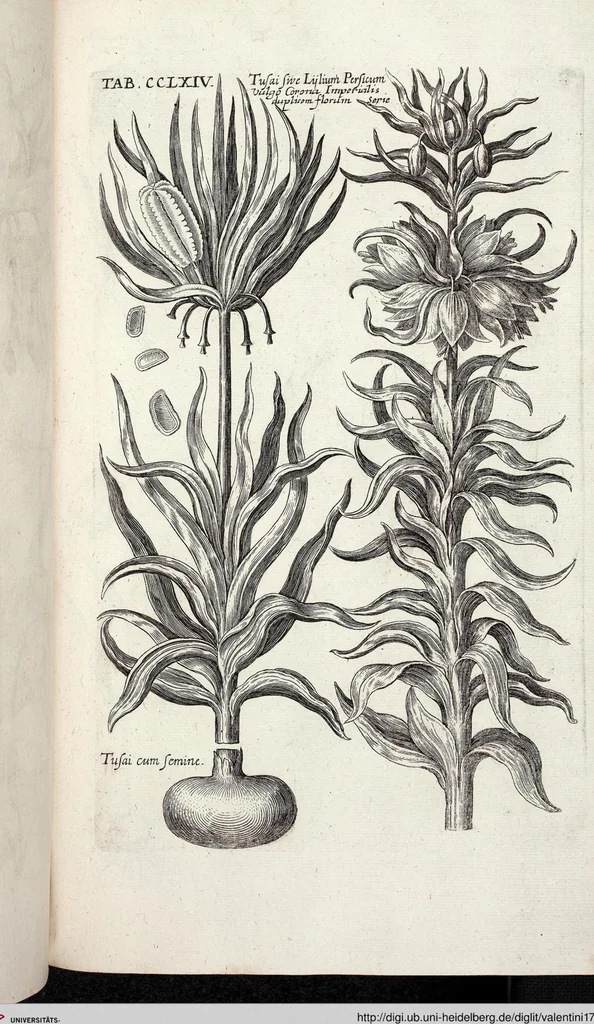 An illustration from Viridarium Reformatum, Seu Regnum Vegetabile, Das ist: Neu-eingerichtetes und Vollständiges Kräuter-Buch: Worinnen auff noch nicht geschehene Weise Derer Vegetabilien, als Kräutern, Sträuchen, Bäumen, Bluhmen und anderer Erd-Gewachsen Art, Krafft und Würckung dergestalt beschrieben werden, daß man dieses Werck statt einer Botanischen Bibliothec haben ... kan, 1719, leaf 902