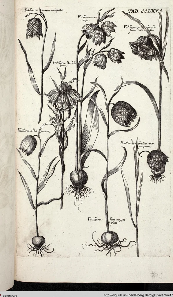 An illustration from Viridarium Reformatum, Seu Regnum Vegetabile, Das ist: Neu-eingerichtetes und Vollständiges Kräuter-Buch: Worinnen auff noch nicht geschehene Weise Derer Vegetabilien, als Kräutern, Sträuchen, Bäumen, Bluhmen und anderer Erd-Gewachsen Art, Krafft und Würckung dergestalt beschrieben werden, daß man dieses Werck statt einer Botanischen Bibliothec haben ... kan, 1719, leaf 903