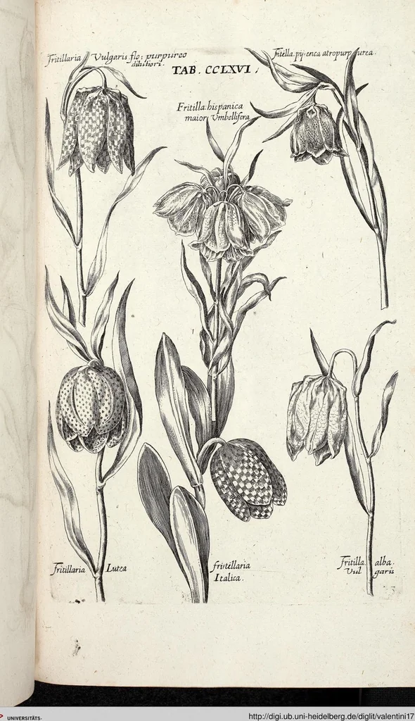 An illustration from Viridarium Reformatum, Seu Regnum Vegetabile, Das ist: Neu-eingerichtetes und Vollständiges Kräuter-Buch: Worinnen auff noch nicht geschehene Weise Derer Vegetabilien, als Kräutern, Sträuchen, Bäumen, Bluhmen und anderer Erd-Gewachsen Art, Krafft und Würckung dergestalt beschrieben werden, daß man dieses Werck statt einer Botanischen Bibliothec haben ... kan, 1719, leaf 904