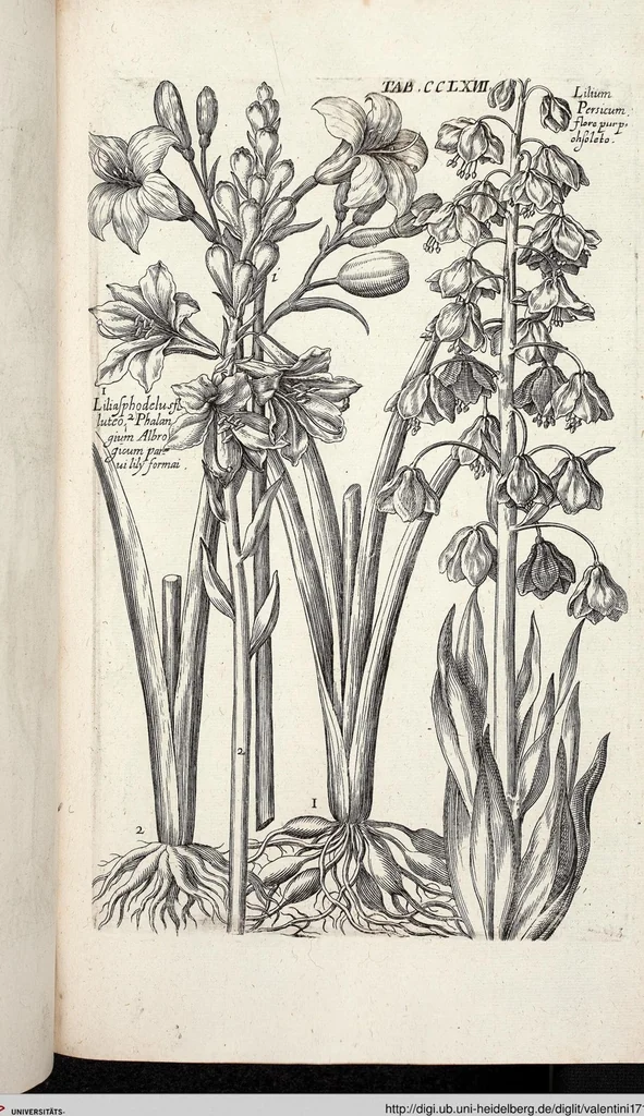 An illustration from Viridarium Reformatum, Seu Regnum Vegetabile, Das ist: Neu-eingerichtetes und Vollständiges Kräuter-Buch: Worinnen auff noch nicht geschehene Weise Derer Vegetabilien, als Kräutern, Sträuchen, Bäumen, Bluhmen und anderer Erd-Gewachsen Art, Krafft und Würckung dergestalt beschrieben werden, daß man dieses Werck statt einer Botanischen Bibliothec haben ... kan, 1719, leaf 905