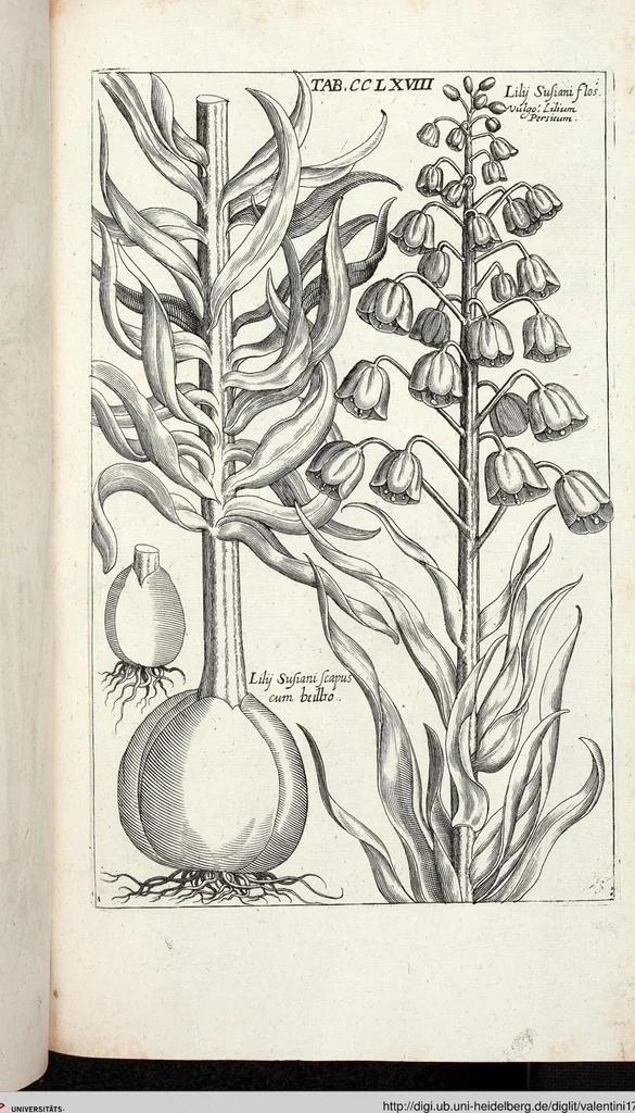 An illustration from Viridarium Reformatum, Seu Regnum Vegetabile, Das ist: Neu-eingerichtetes und Vollständiges Kräuter-Buch: Worinnen auff noch nicht geschehene Weise Derer Vegetabilien, als Kräutern, Sträuchen, Bäumen, Bluhmen und anderer Erd-Gewachsen Art, Krafft und Würckung dergestalt beschrieben werden, daß man dieses Werck statt einer Botanischen Bibliothec haben ... kan, 1719, leaf 906