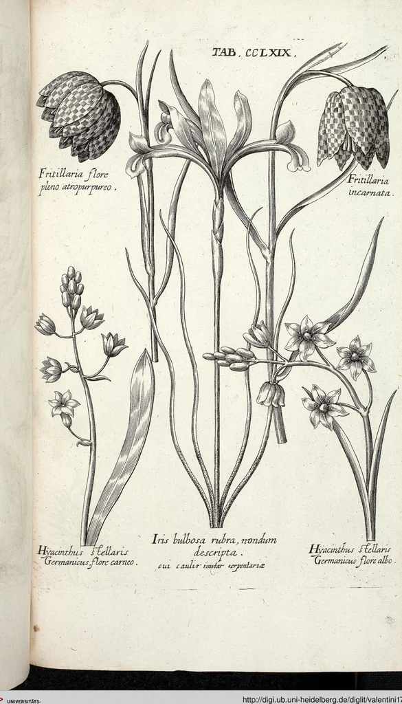 An illustration from Viridarium Reformatum, Seu Regnum Vegetabile, Das ist: Neu-eingerichtetes und Vollständiges Kräuter-Buch: Worinnen auff noch nicht geschehene Weise Derer Vegetabilien, als Kräutern, Sträuchen, Bäumen, Bluhmen und anderer Erd-Gewachsen Art, Krafft und Würckung dergestalt beschrieben werden, daß man dieses Werck statt einer Botanischen Bibliothec haben ... kan, 1719, leaf 907