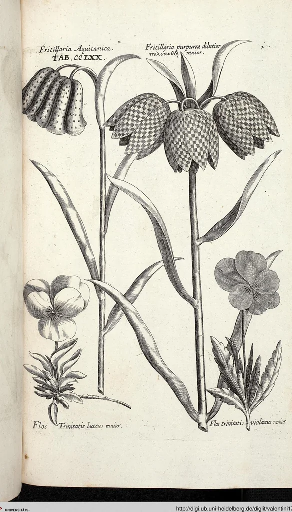 An illustration from Viridarium Reformatum, Seu Regnum Vegetabile, Das ist: Neu-eingerichtetes und Vollständiges Kräuter-Buch: Worinnen auff noch nicht geschehene Weise Derer Vegetabilien, als Kräutern, Sträuchen, Bäumen, Bluhmen und anderer Erd-Gewachsen Art, Krafft und Würckung dergestalt beschrieben werden, daß man dieses Werck statt einer Botanischen Bibliothec haben ... kan, 1719, leaf 908