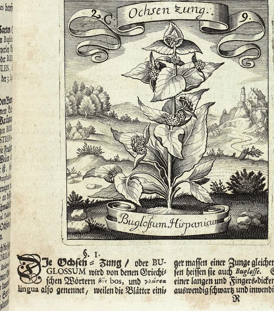 An illustration from Viridarium Reformatum, Seu Regnum Vegetabile, Das ist: Neu-eingerichtetes und Vollständiges Kräuter-Buch: Worinnen auff noch nicht geschehene Weise Derer Vegetabilien, als Kräutern, Sträuchen, Bäumen, Bluhmen und anderer Erd-Gewachsen Art, Krafft und Würckung dergestalt beschrieben werden, daß man dieses Werck statt einer Botanischen Bibliothec haben ... kan, 1719, leaf 91
