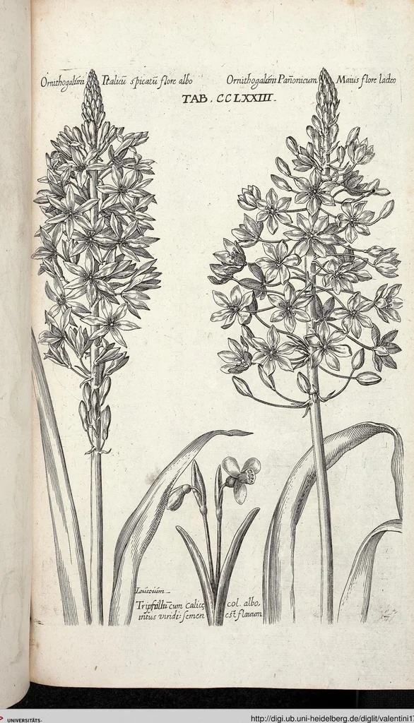 An illustration from Viridarium Reformatum, Seu Regnum Vegetabile, Das ist: Neu-eingerichtetes und Vollständiges Kräuter-Buch: Worinnen auff noch nicht geschehene Weise Derer Vegetabilien, als Kräutern, Sträuchen, Bäumen, Bluhmen und anderer Erd-Gewachsen Art, Krafft und Würckung dergestalt beschrieben werden, daß man dieses Werck statt einer Botanischen Bibliothec haben ... kan, 1719, leaf 911