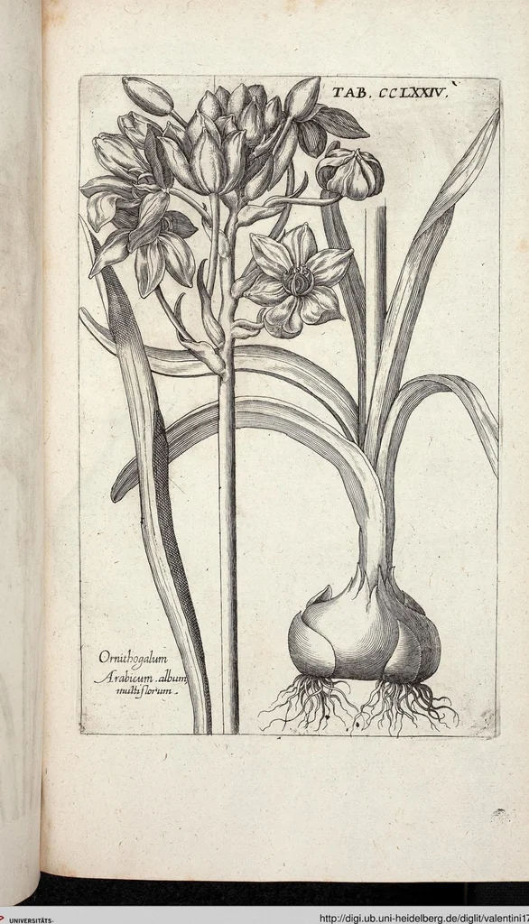 An illustration from Viridarium Reformatum, Seu Regnum Vegetabile, Das ist: Neu-eingerichtetes und Vollständiges Kräuter-Buch: Worinnen auff noch nicht geschehene Weise Derer Vegetabilien, als Kräutern, Sträuchen, Bäumen, Bluhmen und anderer Erd-Gewachsen Art, Krafft und Würckung dergestalt beschrieben werden, daß man dieses Werck statt einer Botanischen Bibliothec haben ... kan, 1719, leaf 912