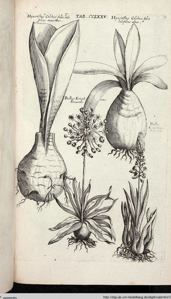An illustration from Viridarium Reformatum, Seu Regnum Vegetabile, Das ist: Neu-eingerichtetes und Vollständiges Kräuter-Buch: Worinnen auff noch nicht geschehene Weise Derer Vegetabilien, als Kräutern, Sträuchen, Bäumen, Bluhmen und anderer Erd-Gewachsen Art, Krafft und Würckung dergestalt beschrieben werden, daß man dieses Werck statt einer Botanischen Bibliothec haben ... kan, 1719, leaf 913