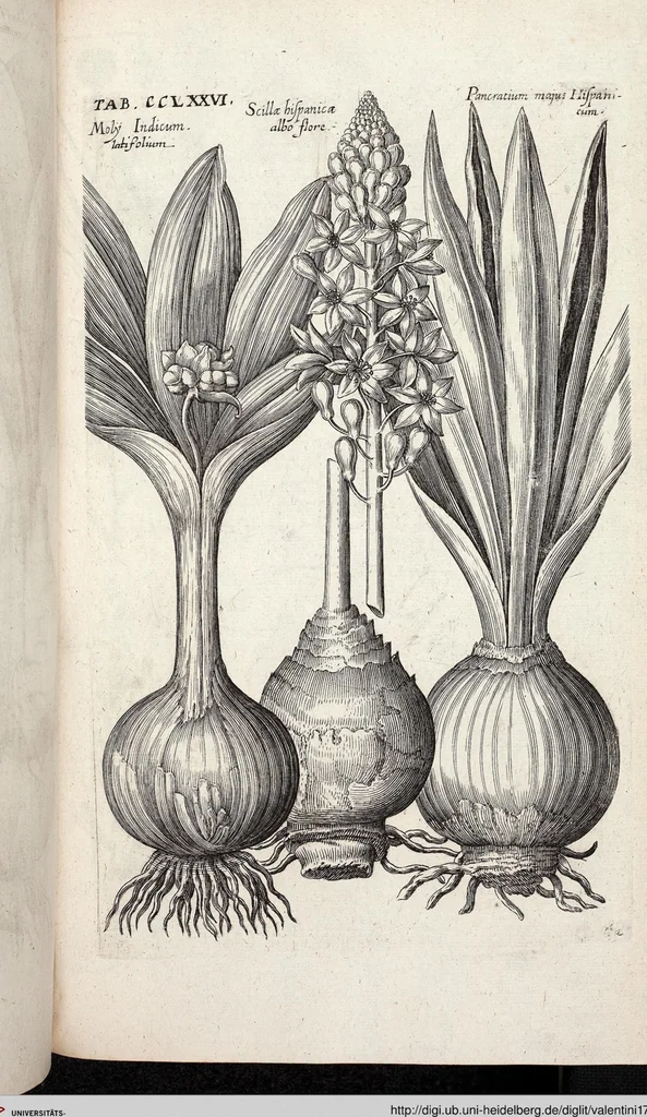 An illustration from Viridarium Reformatum, Seu Regnum Vegetabile, Das ist: Neu-eingerichtetes und Vollständiges Kräuter-Buch: Worinnen auff noch nicht geschehene Weise Derer Vegetabilien, als Kräutern, Sträuchen, Bäumen, Bluhmen und anderer Erd-Gewachsen Art, Krafft und Würckung dergestalt beschrieben werden, daß man dieses Werck statt einer Botanischen Bibliothec haben ... kan, 1719, leaf 914
