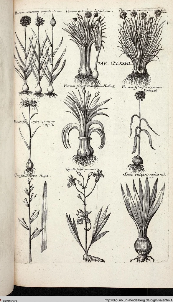 An illustration from Viridarium Reformatum, Seu Regnum Vegetabile, Das ist: Neu-eingerichtetes und Vollständiges Kräuter-Buch: Worinnen auff noch nicht geschehene Weise Derer Vegetabilien, als Kräutern, Sträuchen, Bäumen, Bluhmen und anderer Erd-Gewachsen Art, Krafft und Würckung dergestalt beschrieben werden, daß man dieses Werck statt einer Botanischen Bibliothec haben ... kan, 1719, leaf 915