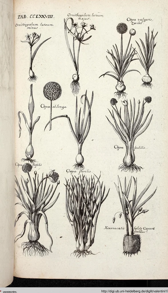 An illustration from Viridarium Reformatum, Seu Regnum Vegetabile, Das ist: Neu-eingerichtetes und Vollständiges Kräuter-Buch: Worinnen auff noch nicht geschehene Weise Derer Vegetabilien, als Kräutern, Sträuchen, Bäumen, Bluhmen und anderer Erd-Gewachsen Art, Krafft und Würckung dergestalt beschrieben werden, daß man dieses Werck statt einer Botanischen Bibliothec haben ... kan, 1719, leaf 916