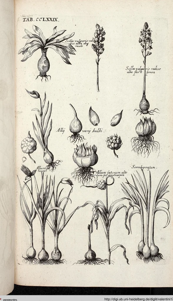 An illustration from Viridarium Reformatum, Seu Regnum Vegetabile, Das ist: Neu-eingerichtetes und Vollständiges Kräuter-Buch: Worinnen auff noch nicht geschehene Weise Derer Vegetabilien, als Kräutern, Sträuchen, Bäumen, Bluhmen und anderer Erd-Gewachsen Art, Krafft und Würckung dergestalt beschrieben werden, daß man dieses Werck statt einer Botanischen Bibliothec haben ... kan, 1719, leaf 917