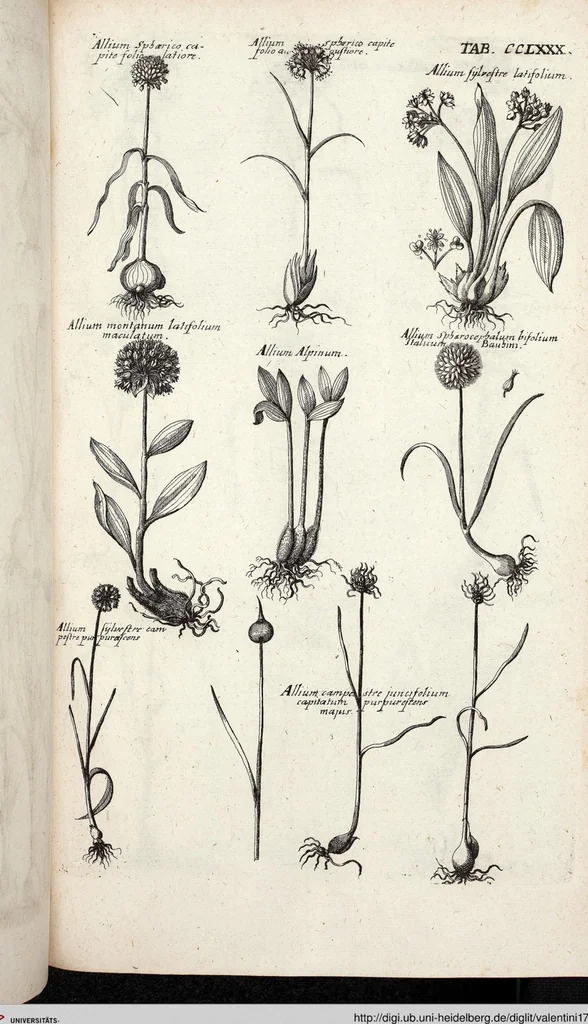 An illustration from Viridarium Reformatum, Seu Regnum Vegetabile, Das ist: Neu-eingerichtetes und Vollständiges Kräuter-Buch: Worinnen auff noch nicht geschehene Weise Derer Vegetabilien, als Kräutern, Sträuchen, Bäumen, Bluhmen und anderer Erd-Gewachsen Art, Krafft und Würckung dergestalt beschrieben werden, daß man dieses Werck statt einer Botanischen Bibliothec haben ... kan, 1719, leaf 918