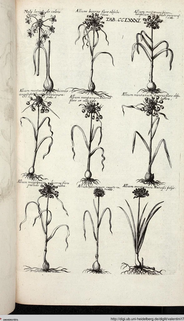 An illustration from Viridarium Reformatum, Seu Regnum Vegetabile, Das ist: Neu-eingerichtetes und Vollständiges Kräuter-Buch: Worinnen auff noch nicht geschehene Weise Derer Vegetabilien, als Kräutern, Sträuchen, Bäumen, Bluhmen und anderer Erd-Gewachsen Art, Krafft und Würckung dergestalt beschrieben werden, daß man dieses Werck statt einer Botanischen Bibliothec haben ... kan, 1719, leaf 919