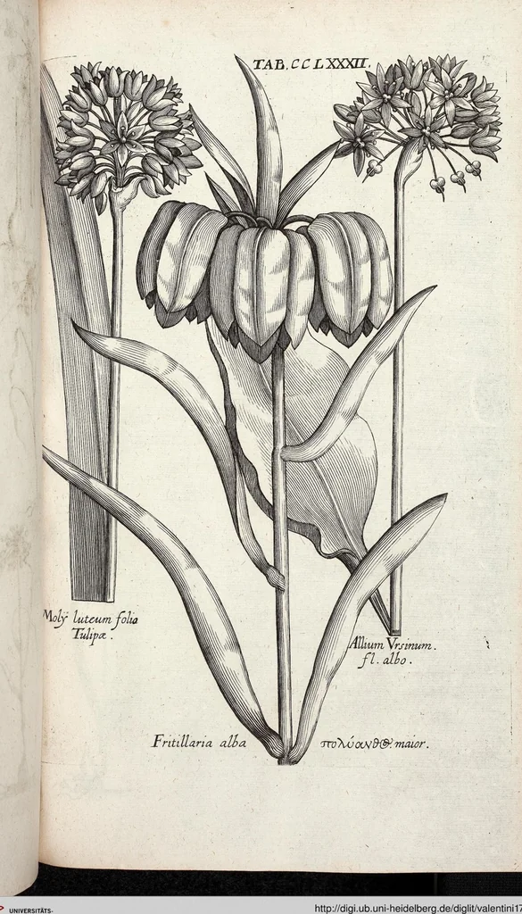 An illustration from Viridarium Reformatum, Seu Regnum Vegetabile, Das ist: Neu-eingerichtetes und Vollständiges Kräuter-Buch: Worinnen auff noch nicht geschehene Weise Derer Vegetabilien, als Kräutern, Sträuchen, Bäumen, Bluhmen und anderer Erd-Gewachsen Art, Krafft und Würckung dergestalt beschrieben werden, daß man dieses Werck statt einer Botanischen Bibliothec haben ... kan, 1719, leaf 920