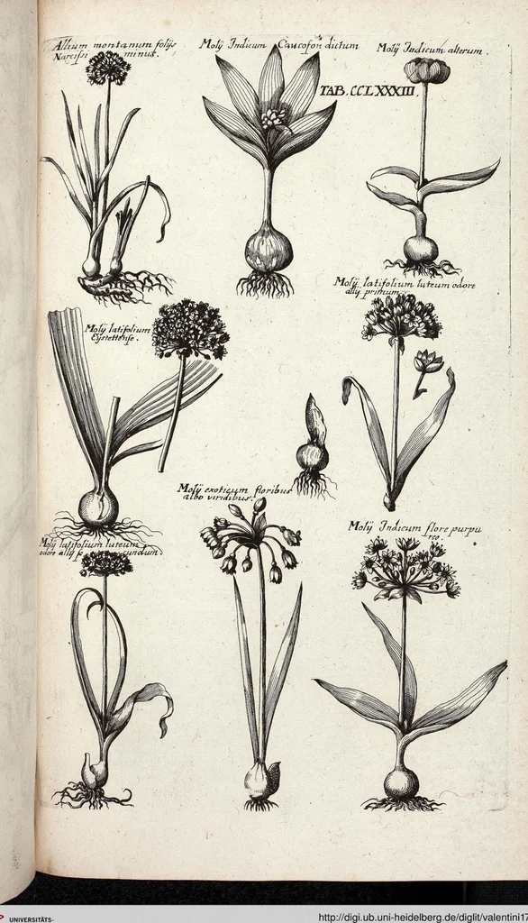 An illustration from Viridarium Reformatum, Seu Regnum Vegetabile, Das ist: Neu-eingerichtetes und Vollständiges Kräuter-Buch: Worinnen auff noch nicht geschehene Weise Derer Vegetabilien, als Kräutern, Sträuchen, Bäumen, Bluhmen und anderer Erd-Gewachsen Art, Krafft und Würckung dergestalt beschrieben werden, daß man dieses Werck statt einer Botanischen Bibliothec haben ... kan, 1719, leaf 921