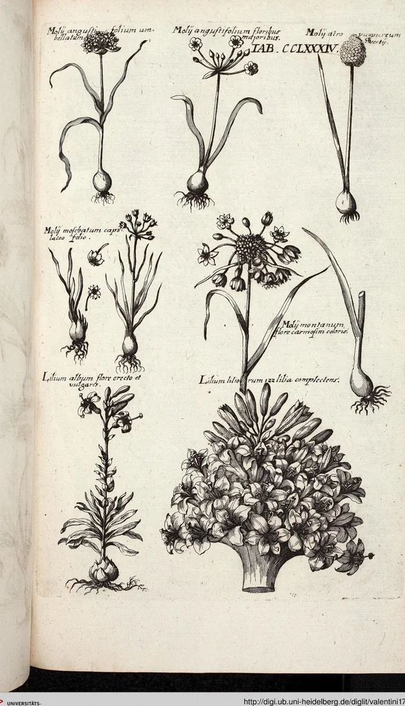 An illustration from Viridarium Reformatum, Seu Regnum Vegetabile, Das ist: Neu-eingerichtetes und Vollständiges Kräuter-Buch: Worinnen auff noch nicht geschehene Weise Derer Vegetabilien, als Kräutern, Sträuchen, Bäumen, Bluhmen und anderer Erd-Gewachsen Art, Krafft und Würckung dergestalt beschrieben werden, daß man dieses Werck statt einer Botanischen Bibliothec haben ... kan, 1719, leaf 922