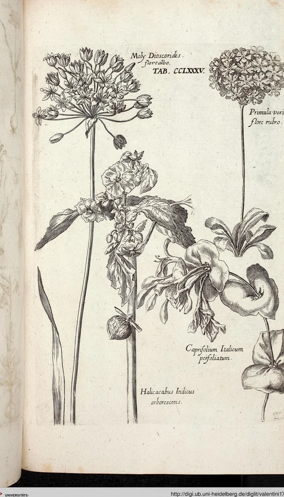 An illustration from Viridarium Reformatum, Seu Regnum Vegetabile, Das ist: Neu-eingerichtetes und Vollständiges Kräuter-Buch: Worinnen auff noch nicht geschehene Weise Derer Vegetabilien, als Kräutern, Sträuchen, Bäumen, Bluhmen und anderer Erd-Gewachsen Art, Krafft und Würckung dergestalt beschrieben werden, daß man dieses Werck statt einer Botanischen Bibliothec haben ... kan, 1719, leaf 923