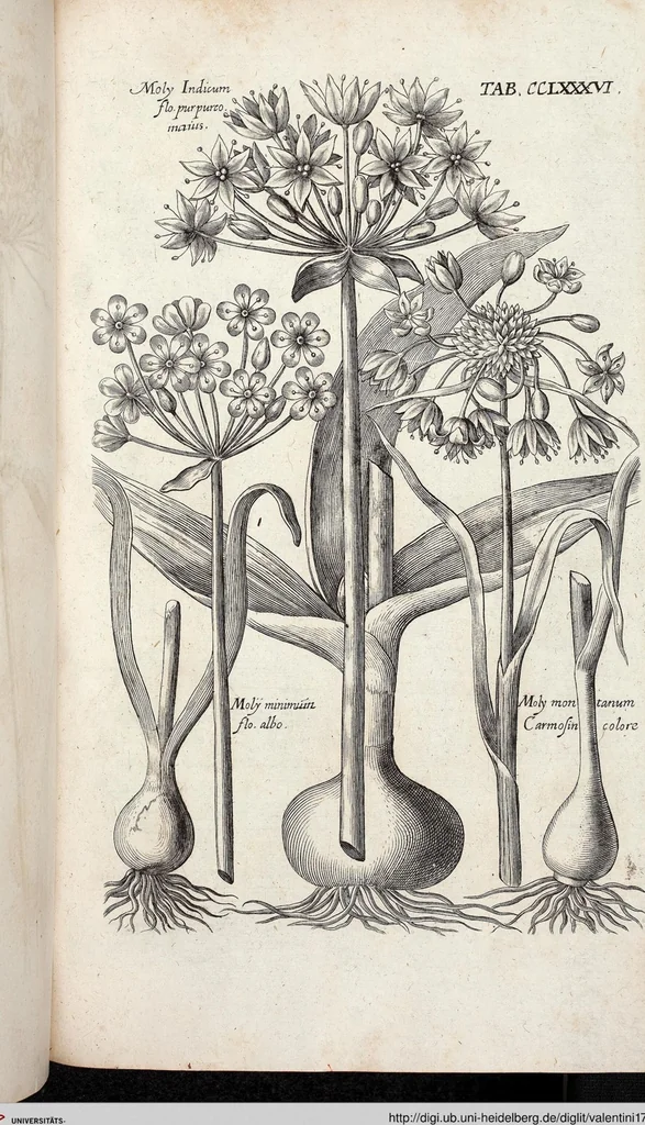 An illustration from Viridarium Reformatum, Seu Regnum Vegetabile, Das ist: Neu-eingerichtetes und Vollständiges Kräuter-Buch: Worinnen auff noch nicht geschehene Weise Derer Vegetabilien, als Kräutern, Sträuchen, Bäumen, Bluhmen und anderer Erd-Gewachsen Art, Krafft und Würckung dergestalt beschrieben werden, daß man dieses Werck statt einer Botanischen Bibliothec haben ... kan, 1719, leaf 924