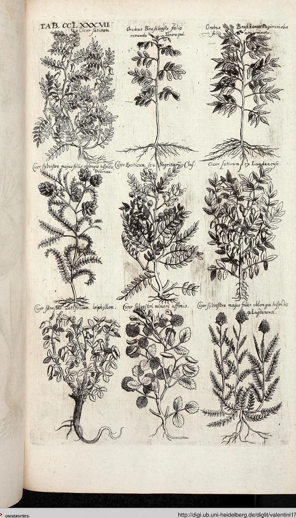 An illustration from Viridarium Reformatum, Seu Regnum Vegetabile, Das ist: Neu-eingerichtetes und Vollständiges Kräuter-Buch: Worinnen auff noch nicht geschehene Weise Derer Vegetabilien, als Kräutern, Sträuchen, Bäumen, Bluhmen und anderer Erd-Gewachsen Art, Krafft und Würckung dergestalt beschrieben werden, daß man dieses Werck statt einer Botanischen Bibliothec haben ... kan, 1719, leaf 925