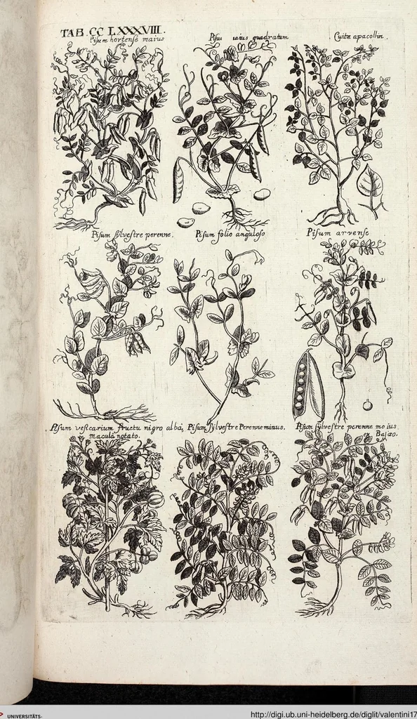 An illustration from Viridarium Reformatum, Seu Regnum Vegetabile, Das ist: Neu-eingerichtetes und Vollständiges Kräuter-Buch: Worinnen auff noch nicht geschehene Weise Derer Vegetabilien, als Kräutern, Sträuchen, Bäumen, Bluhmen und anderer Erd-Gewachsen Art, Krafft und Würckung dergestalt beschrieben werden, daß man dieses Werck statt einer Botanischen Bibliothec haben ... kan, 1719, leaf 926