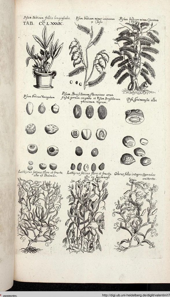 An illustration from Viridarium Reformatum, Seu Regnum Vegetabile, Das ist: Neu-eingerichtetes und Vollständiges Kräuter-Buch: Worinnen auff noch nicht geschehene Weise Derer Vegetabilien, als Kräutern, Sträuchen, Bäumen, Bluhmen und anderer Erd-Gewachsen Art, Krafft und Würckung dergestalt beschrieben werden, daß man dieses Werck statt einer Botanischen Bibliothec haben ... kan, 1719, leaf 927