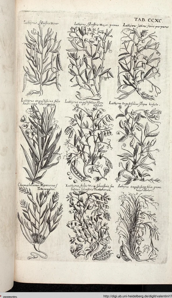 An illustration from Viridarium Reformatum, Seu Regnum Vegetabile, Das ist: Neu-eingerichtetes und Vollständiges Kräuter-Buch: Worinnen auff noch nicht geschehene Weise Derer Vegetabilien, als Kräutern, Sträuchen, Bäumen, Bluhmen und anderer Erd-Gewachsen Art, Krafft und Würckung dergestalt beschrieben werden, daß man dieses Werck statt einer Botanischen Bibliothec haben ... kan, 1719, leaf 928