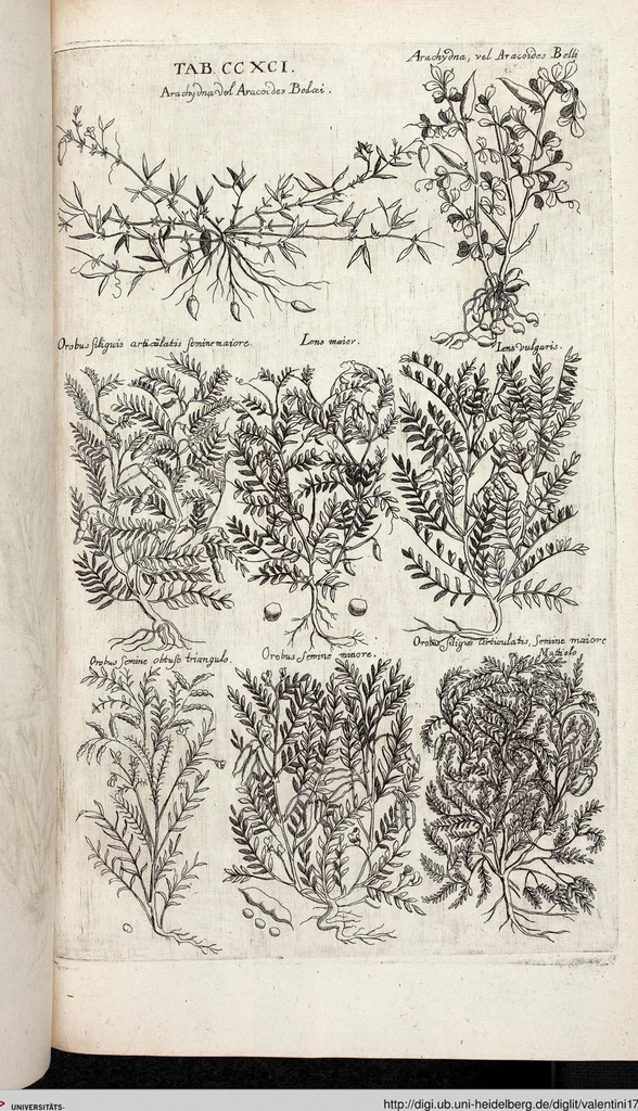 An illustration from Viridarium Reformatum, Seu Regnum Vegetabile, Das ist: Neu-eingerichtetes und Vollständiges Kräuter-Buch: Worinnen auff noch nicht geschehene Weise Derer Vegetabilien, als Kräutern, Sträuchen, Bäumen, Bluhmen und anderer Erd-Gewachsen Art, Krafft und Würckung dergestalt beschrieben werden, daß man dieses Werck statt einer Botanischen Bibliothec haben ... kan, 1719, leaf 929