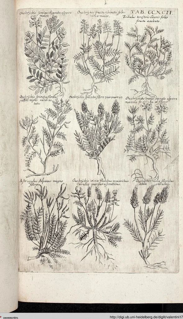 An illustration from Viridarium Reformatum, Seu Regnum Vegetabile, Das ist: Neu-eingerichtetes und Vollständiges Kräuter-Buch: Worinnen auff noch nicht geschehene Weise Derer Vegetabilien, als Kräutern, Sträuchen, Bäumen, Bluhmen und anderer Erd-Gewachsen Art, Krafft und Würckung dergestalt beschrieben werden, daß man dieses Werck statt einer Botanischen Bibliothec haben ... kan, 1719, leaf 930