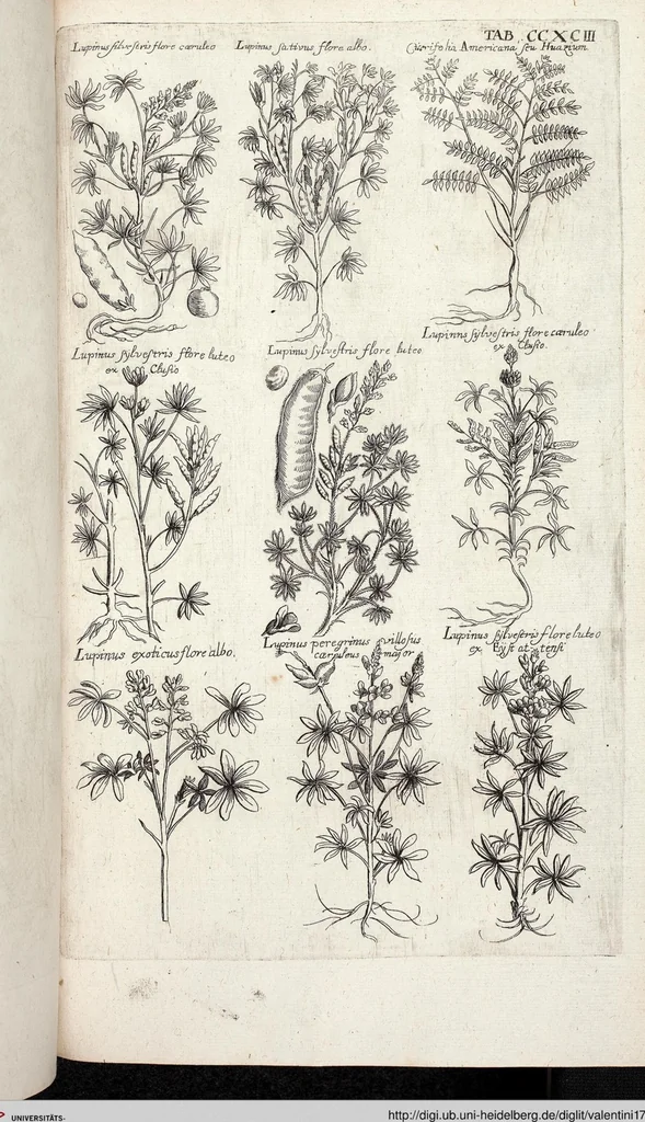 An illustration from Viridarium Reformatum, Seu Regnum Vegetabile, Das ist: Neu-eingerichtetes und Vollständiges Kräuter-Buch: Worinnen auff noch nicht geschehene Weise Derer Vegetabilien, als Kräutern, Sträuchen, Bäumen, Bluhmen und anderer Erd-Gewachsen Art, Krafft und Würckung dergestalt beschrieben werden, daß man dieses Werck statt einer Botanischen Bibliothec haben ... kan, 1719, leaf 931