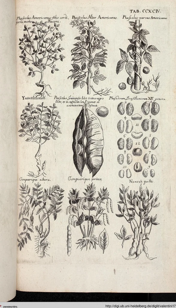 An illustration from Viridarium Reformatum, Seu Regnum Vegetabile, Das ist: Neu-eingerichtetes und Vollständiges Kräuter-Buch: Worinnen auff noch nicht geschehene Weise Derer Vegetabilien, als Kräutern, Sträuchen, Bäumen, Bluhmen und anderer Erd-Gewachsen Art, Krafft und Würckung dergestalt beschrieben werden, daß man dieses Werck statt einer Botanischen Bibliothec haben ... kan, 1719, leaf 932