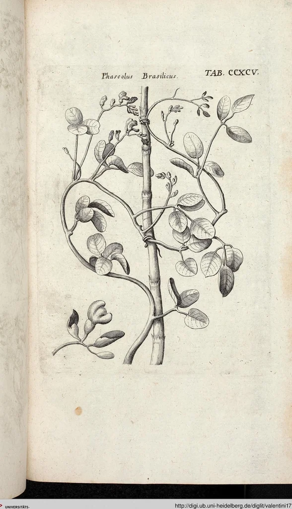 An illustration from Viridarium Reformatum, Seu Regnum Vegetabile, Das ist: Neu-eingerichtetes und Vollständiges Kräuter-Buch: Worinnen auff noch nicht geschehene Weise Derer Vegetabilien, als Kräutern, Sträuchen, Bäumen, Bluhmen und anderer Erd-Gewachsen Art, Krafft und Würckung dergestalt beschrieben werden, daß man dieses Werck statt einer Botanischen Bibliothec haben ... kan, 1719, leaf 933