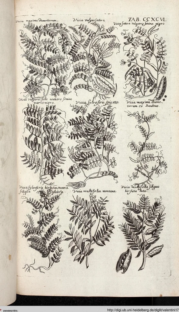 An illustration from Viridarium Reformatum, Seu Regnum Vegetabile, Das ist: Neu-eingerichtetes und Vollständiges Kräuter-Buch: Worinnen auff noch nicht geschehene Weise Derer Vegetabilien, als Kräutern, Sträuchen, Bäumen, Bluhmen und anderer Erd-Gewachsen Art, Krafft und Würckung dergestalt beschrieben werden, daß man dieses Werck statt einer Botanischen Bibliothec haben ... kan, 1719, leaf 934