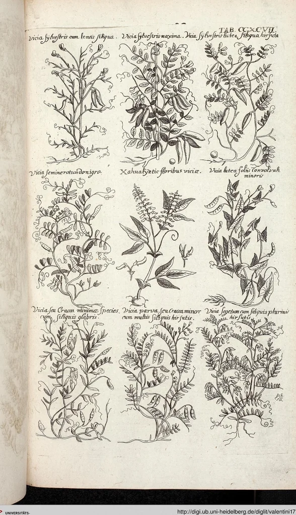 An illustration from Viridarium Reformatum, Seu Regnum Vegetabile, Das ist: Neu-eingerichtetes und Vollständiges Kräuter-Buch: Worinnen auff noch nicht geschehene Weise Derer Vegetabilien, als Kräutern, Sträuchen, Bäumen, Bluhmen und anderer Erd-Gewachsen Art, Krafft und Würckung dergestalt beschrieben werden, daß man dieses Werck statt einer Botanischen Bibliothec haben ... kan, 1719, leaf 935