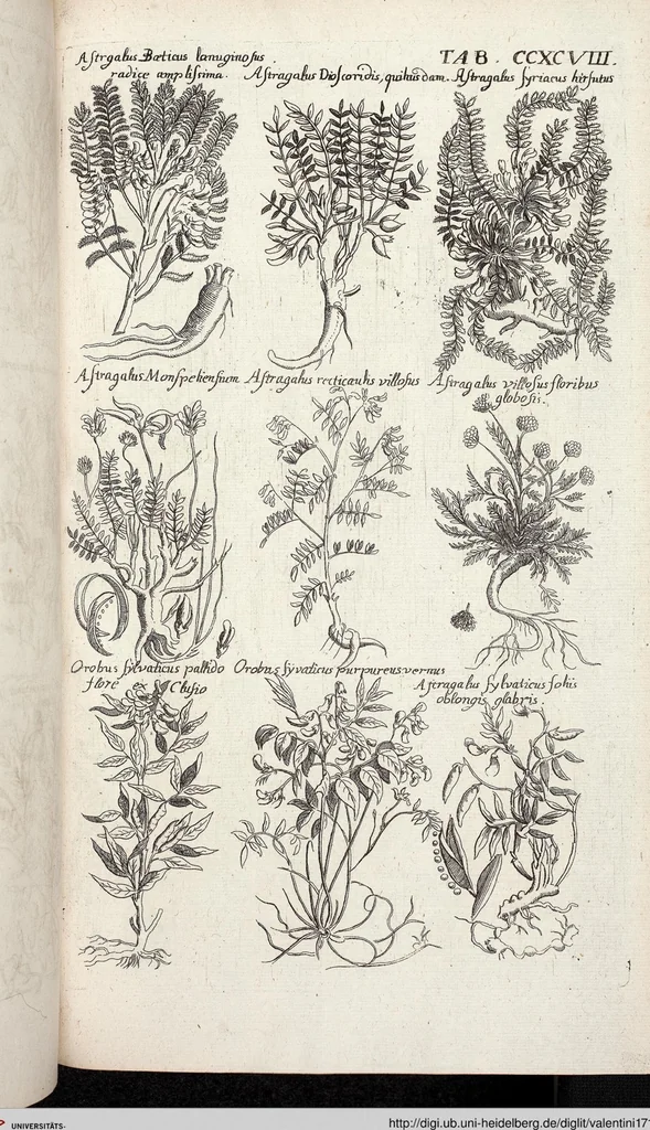 An illustration from Viridarium Reformatum, Seu Regnum Vegetabile, Das ist: Neu-eingerichtetes und Vollständiges Kräuter-Buch: Worinnen auff noch nicht geschehene Weise Derer Vegetabilien, als Kräutern, Sträuchen, Bäumen, Bluhmen und anderer Erd-Gewachsen Art, Krafft und Würckung dergestalt beschrieben werden, daß man dieses Werck statt einer Botanischen Bibliothec haben ... kan, 1719, leaf 936