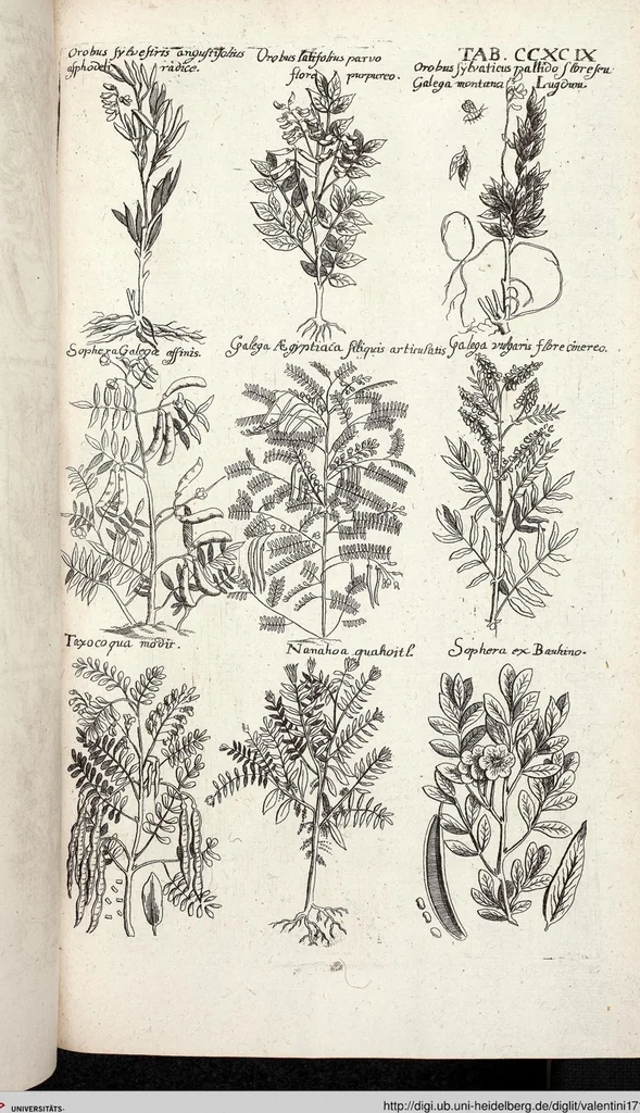 An illustration from Viridarium Reformatum, Seu Regnum Vegetabile, Das ist: Neu-eingerichtetes und Vollständiges Kräuter-Buch: Worinnen auff noch nicht geschehene Weise Derer Vegetabilien, als Kräutern, Sträuchen, Bäumen, Bluhmen und anderer Erd-Gewachsen Art, Krafft und Würckung dergestalt beschrieben werden, daß man dieses Werck statt einer Botanischen Bibliothec haben ... kan, 1719, leaf 937