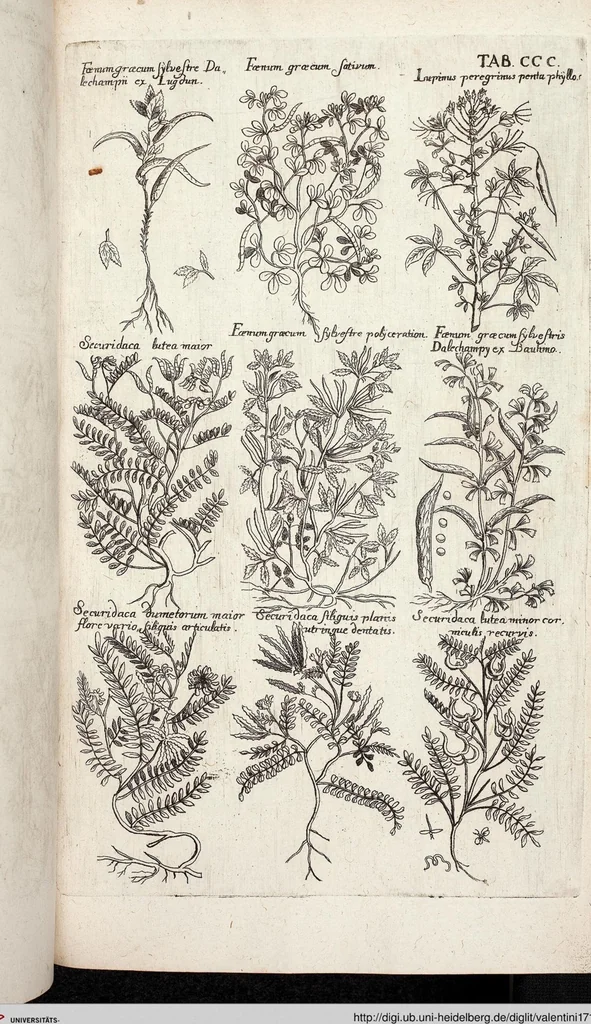 An illustration from Viridarium Reformatum, Seu Regnum Vegetabile, Das ist: Neu-eingerichtetes und Vollständiges Kräuter-Buch: Worinnen auff noch nicht geschehene Weise Derer Vegetabilien, als Kräutern, Sträuchen, Bäumen, Bluhmen und anderer Erd-Gewachsen Art, Krafft und Würckung dergestalt beschrieben werden, daß man dieses Werck statt einer Botanischen Bibliothec haben ... kan, 1719, leaf 938